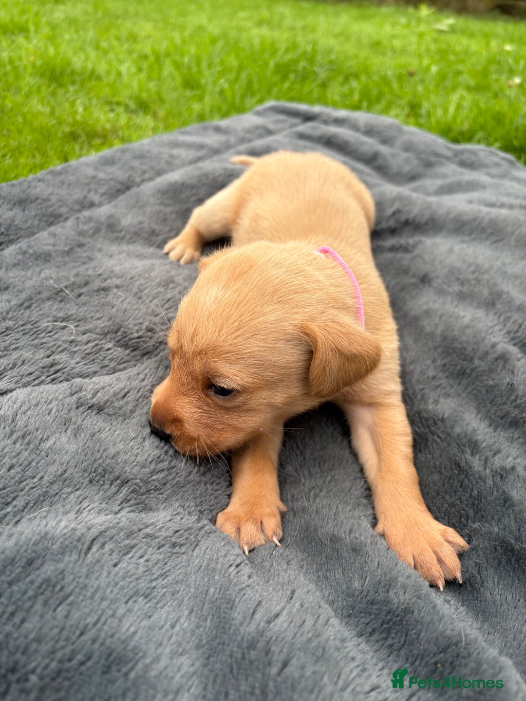Labrador Retriever dogs for sale: KC Yellow Labradors - Image 9