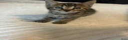 Mixed Breed cats for sale: Bengal x Maine coon kittens  in Dover - Advert 3