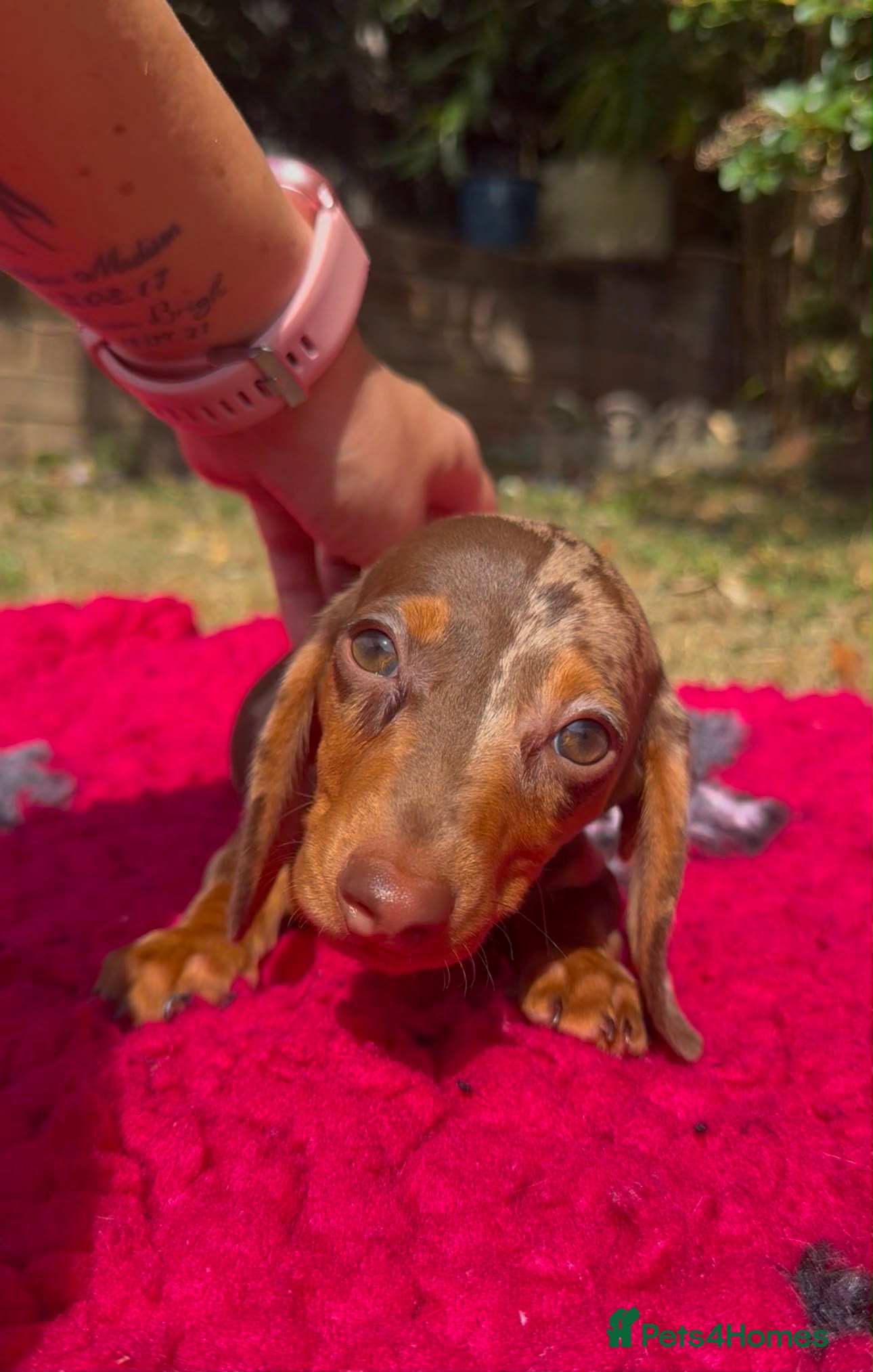Miniature Dachshund dogs Miniature dachshund puppies  - Advert 1