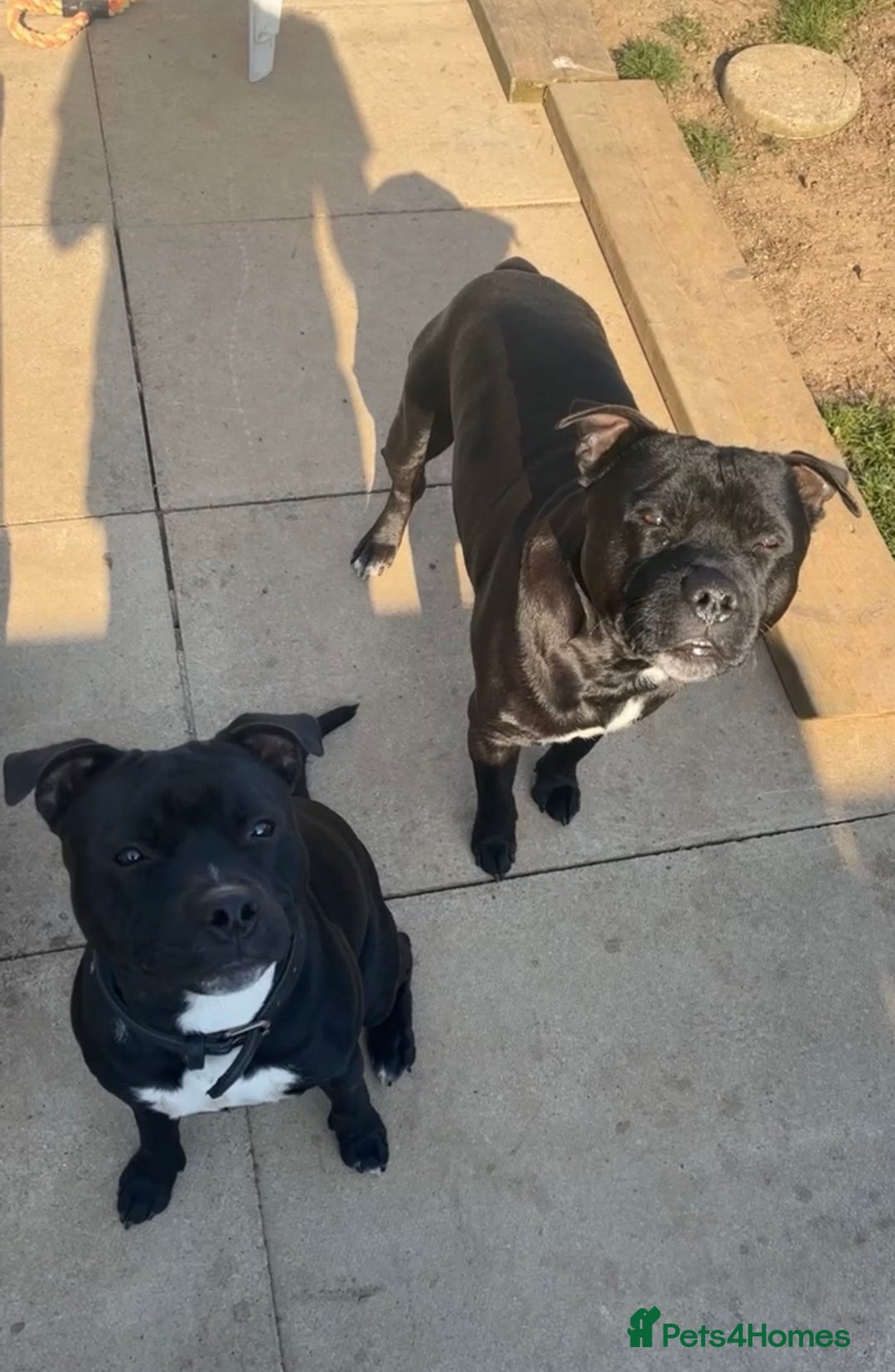 Staffordshire Bull Terrier dogs for stud: Beautiful 3 1/2 year old staff for stud FREE - Advert 3