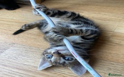Mixed Breed cats for sale: 4 gorgeous kittens - Image 5