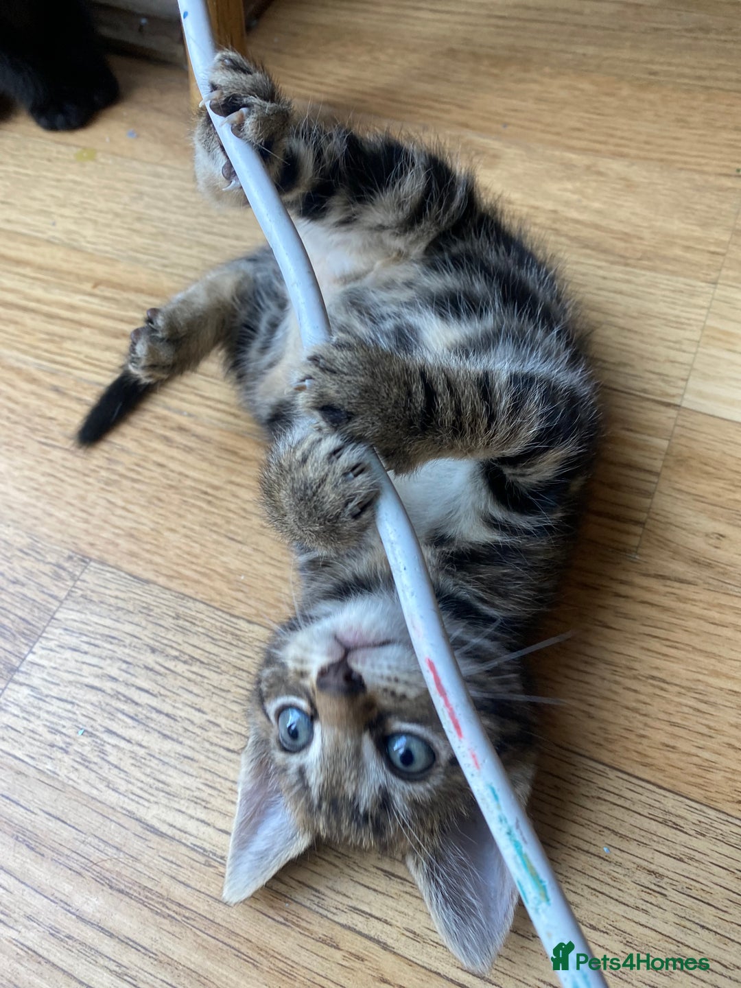 Mixed Breed cats for sale: 4 gorgeous kittens - Image 5