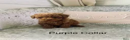 Toy Poodle dogs for sale: 🐩Outstanding Toy Poodle Puppies – Ready to view🐩 - Advert 40