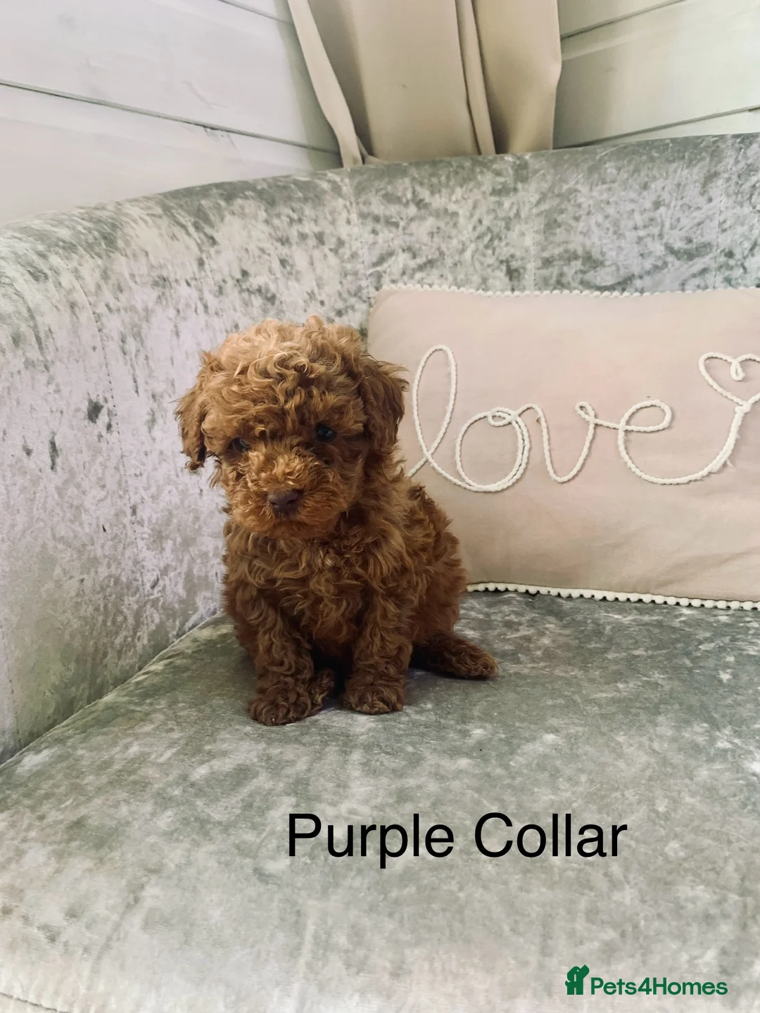 Toy Poodle dogs for sale: 🐩Outstanding Toy Poodle Puppies – Ready to view🐩 - Advert 40