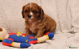 Cavalier King Charles Spaniel dogs for sale: Beautiful Cavalier king charles spaniel puppies - Image 18