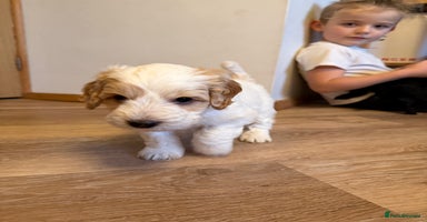 Australian Labradoodle dogs - Advert 1