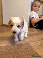 Australian Labradoodle dogs - Advert 1