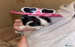 Guinea Pig rodents for sale: Brother Guinea pigs  - Image 7