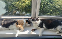Domestic Shorthair cats for sale: Sister cats to be rehomed together! Friendly girls - Image 1