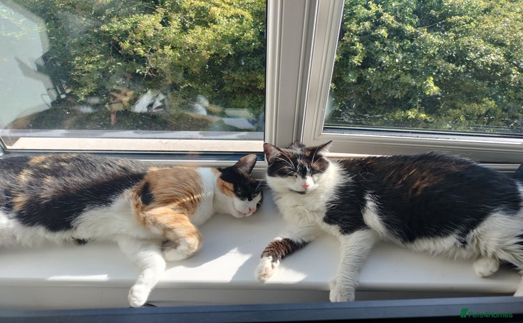 Domestic Shorthair cats - Advert 9