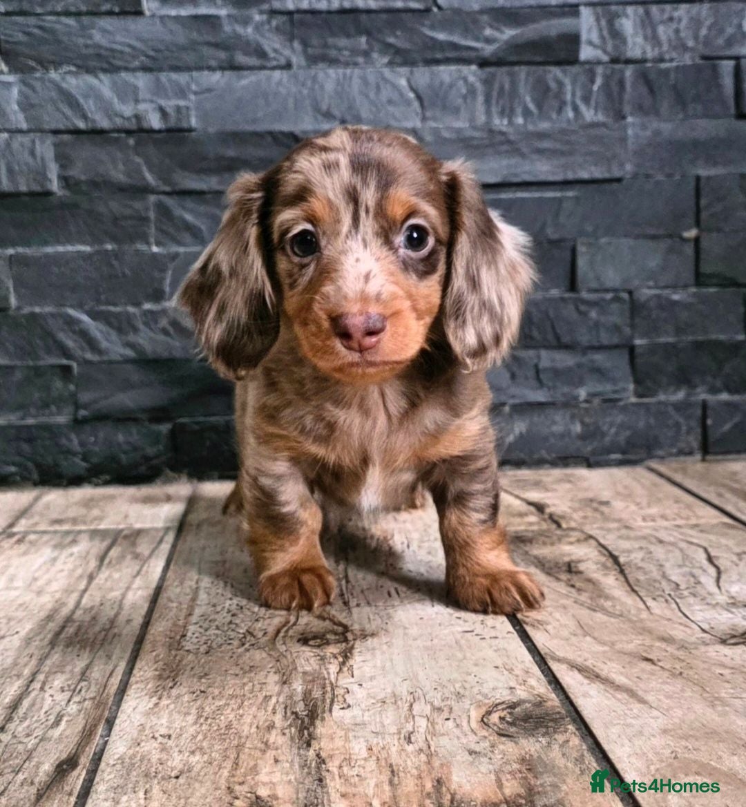 Miniature Dachshund dogs True Long Hair Minature Dachshunds - Advert 5