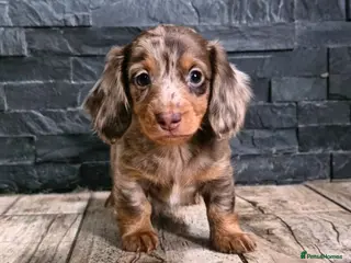 Miniature Dachshund dogs True Long Hair Minature Dachshunds - Advert 5