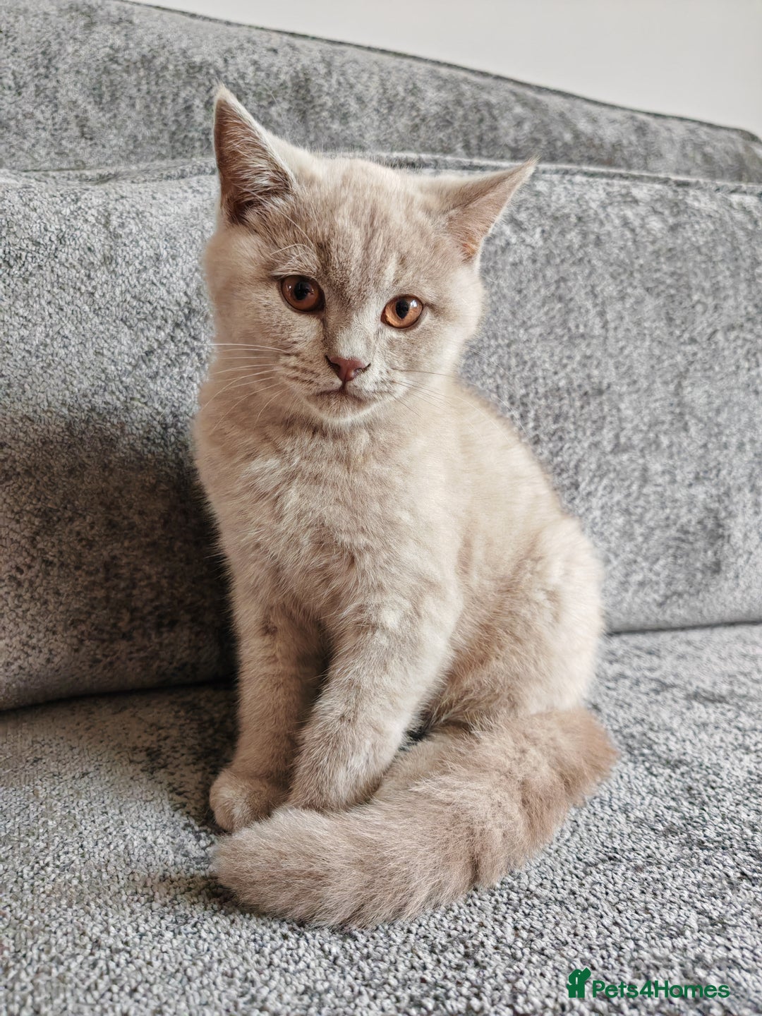 British Shorthair cats for sale: British shorthaired kittens for sale - Image 4