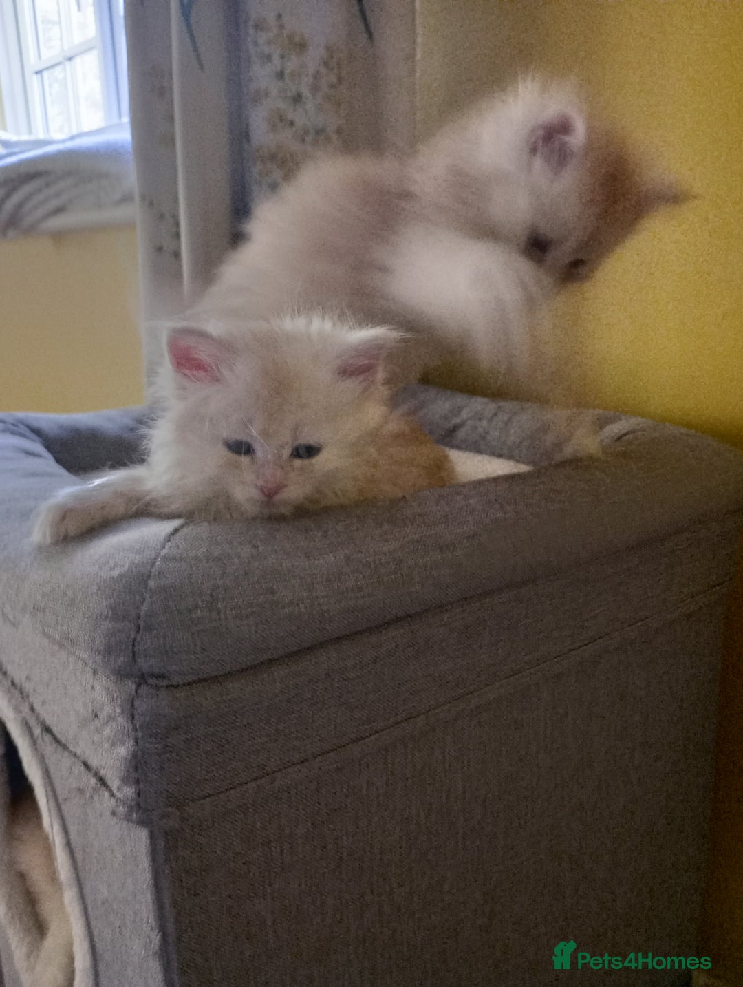 Maine Coon cats for sale: Maine coon kittens - Advert 6