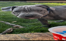 Staffordshire Bull Terrier dogs for sale: 15 WEEK KC REG BLUE STAFFORDSHIRE BULL TERRIER - Image 4