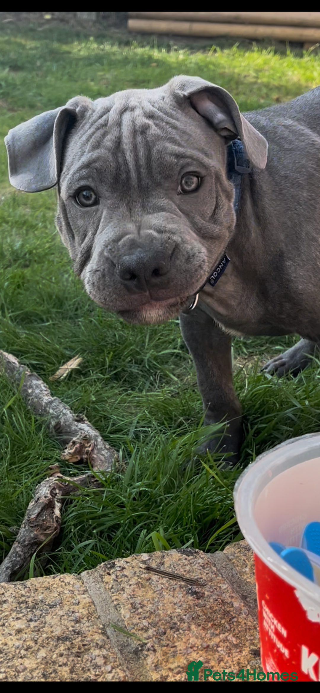 Staffordshire Bull Terrier dogs for sale: 15 WEEK KC REG BLUE STAFFORDSHIRE BULL TERRIER - Image 4