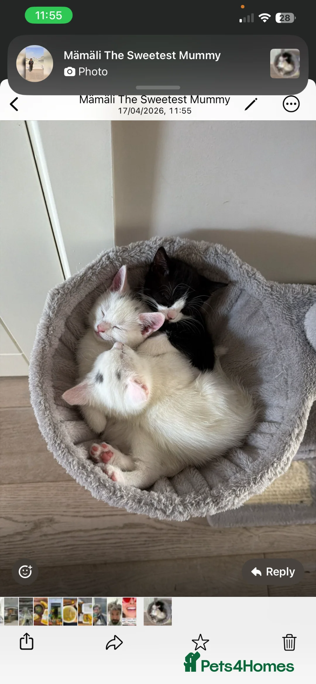 British Shorthair cats for sale: Adorable kittens looking for loving homes 🐾 in London - Advert 2