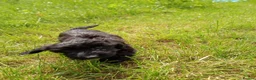 Mixed Breed dogs for sale: Beautiful litter of cockels  in Thirsk - Advert 11