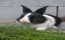 Mixed Breed rabbits for sale: Netherland Dwarf mix Lionhead - Image 5