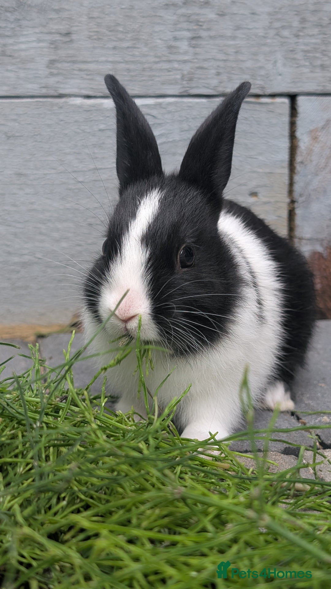 Mixed Breed rabbits for sale: Netherland Dwarf mix Lionhead - Image 5