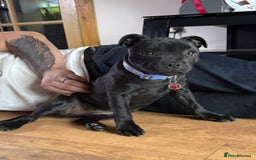 Staffordshire Bull Terrier dogs for sale: 1 male 1 female looking for their forever home. - Image 5