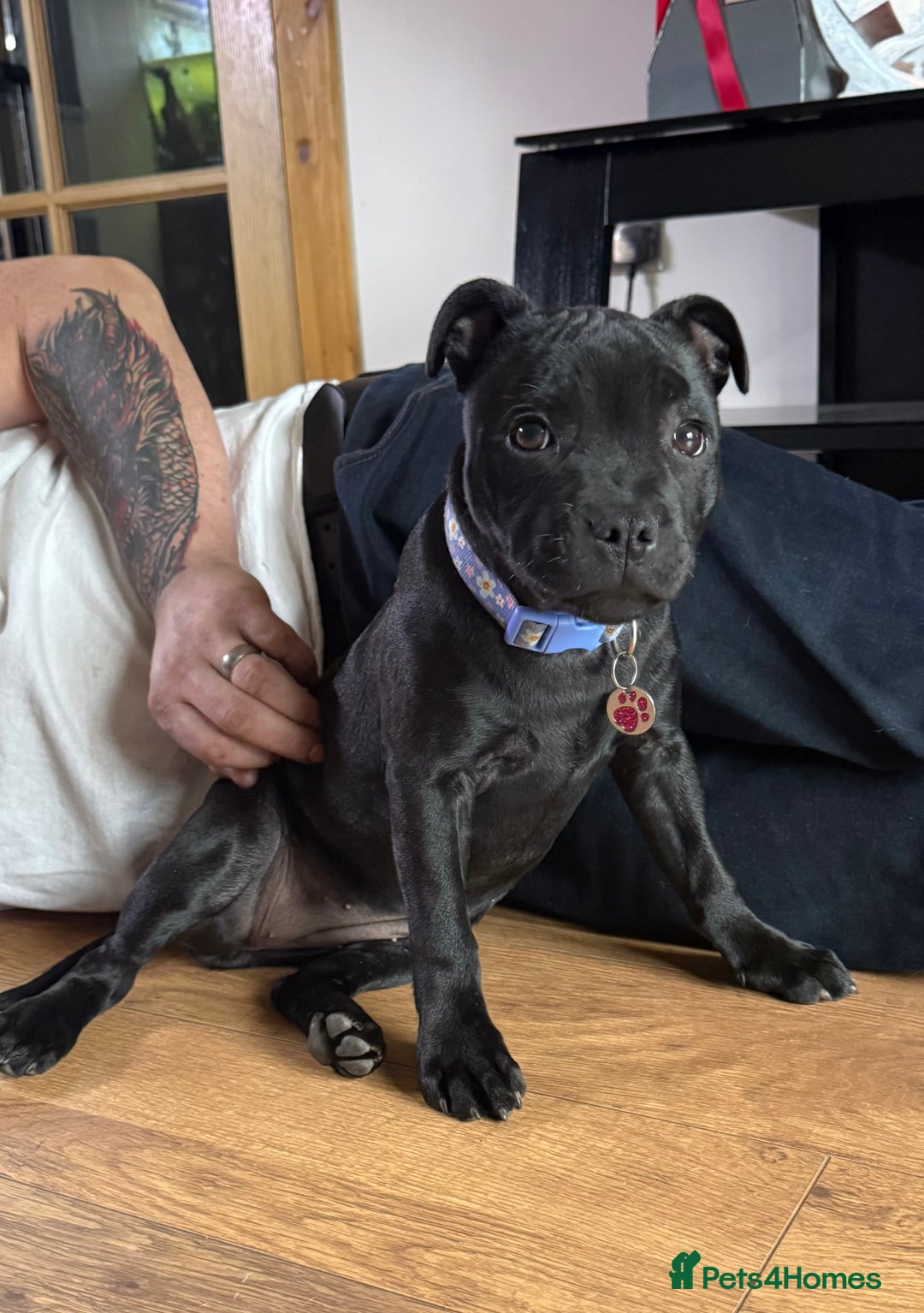 Staffordshire Bull Terrier dogs for sale: 1 male 1 female looking for their forever home. - Image 5