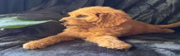 Mini Goldendoodle dogs for sale: Health-Tested Family Happy Sociable Goldendoodles - Advert 37