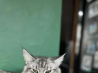 Maine Coon cats Maine coon x bsh kittens! - Advert 4