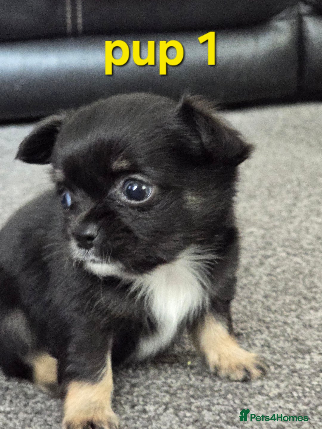 Chihuahua dogs for sale: Beautiful small.long haired chihuahua boys - Image 4