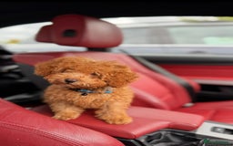 Toy Poodle dogs for sale: 5 month old toy poodle  - Image 2