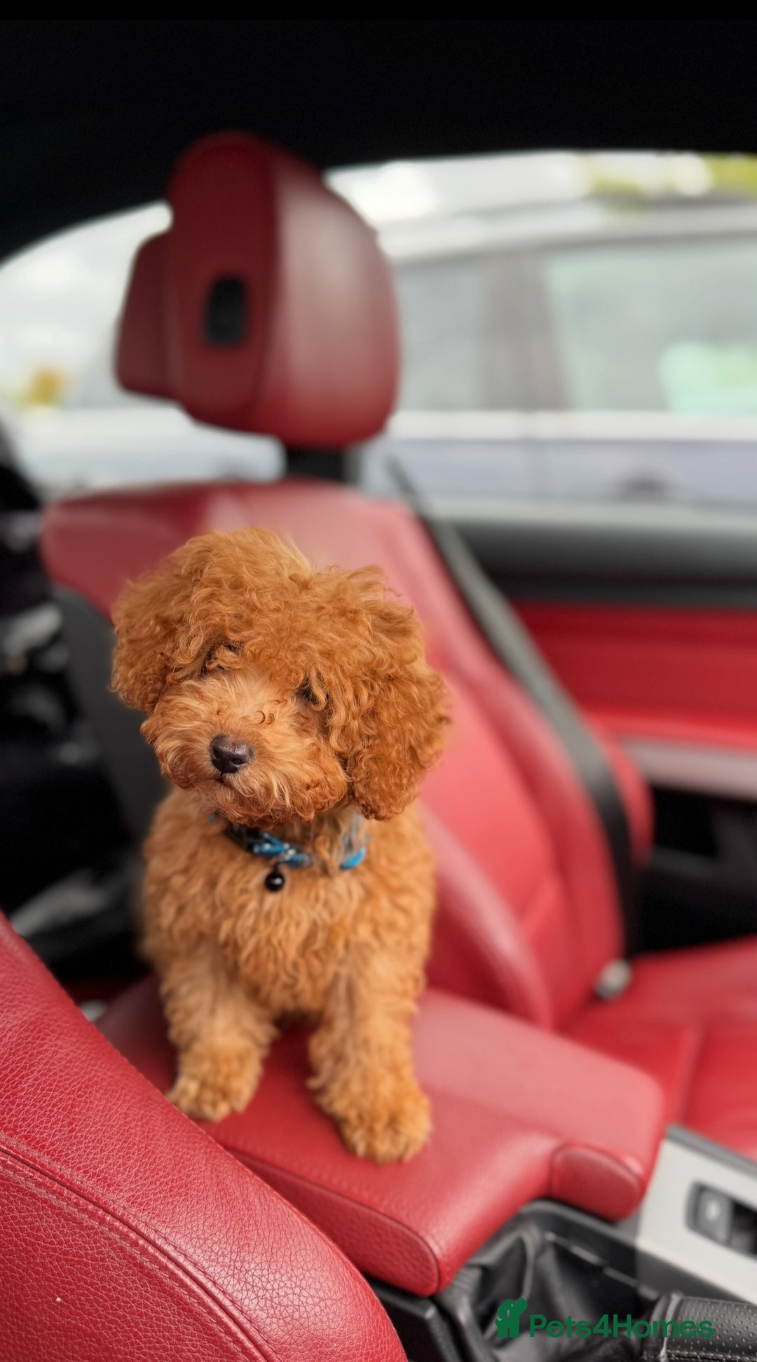 Toy Poodle dogs for sale: 5 month old toy poodle  - Image 2