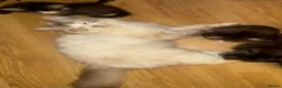Ragdoll cats for sale: "Stunning Ragdoll Kittens | Tabby | Ready Now - Advert 33