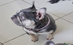 French Bulldog dogs for sale: French Bulldog Bitch KC Registered - 2 years old - Image 3