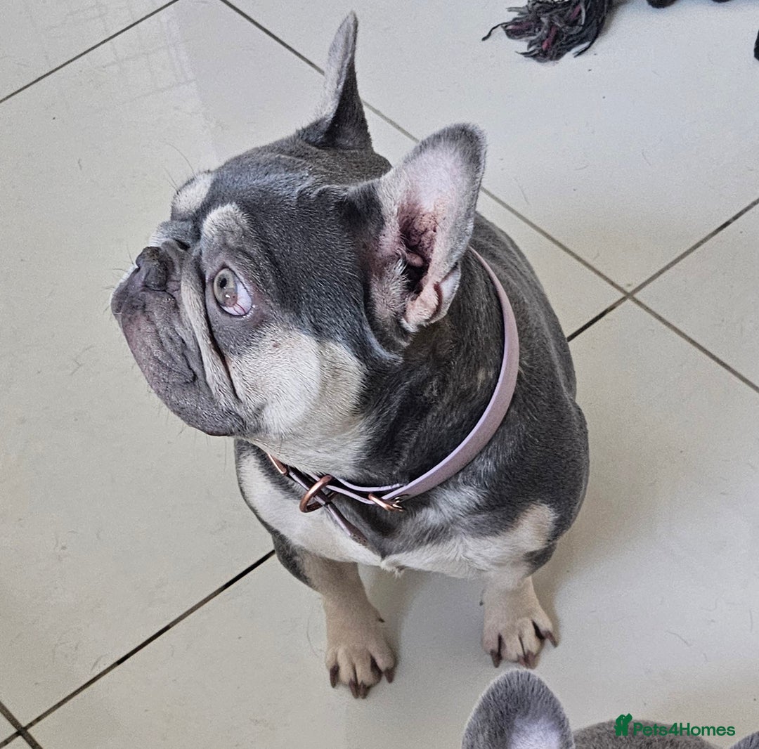 French Bulldog dogs for sale: French Bulldog Bitch KC Registered - 2 years old - Image 3