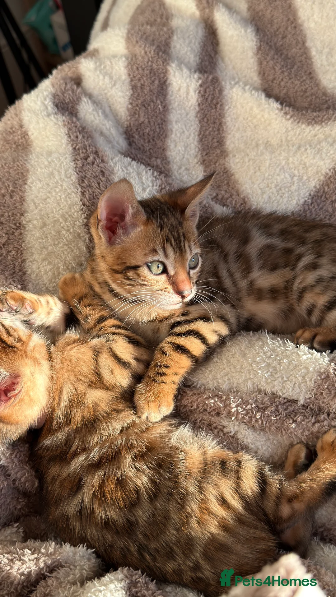 Bengal cats for sale: Adorable Bengal kittens TICA registered, pedigree - Advert 7