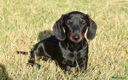 Miniature Dachshund dogs for sale: Mini smooth dachshund one boy available  in Newton Abbot - Image 6
