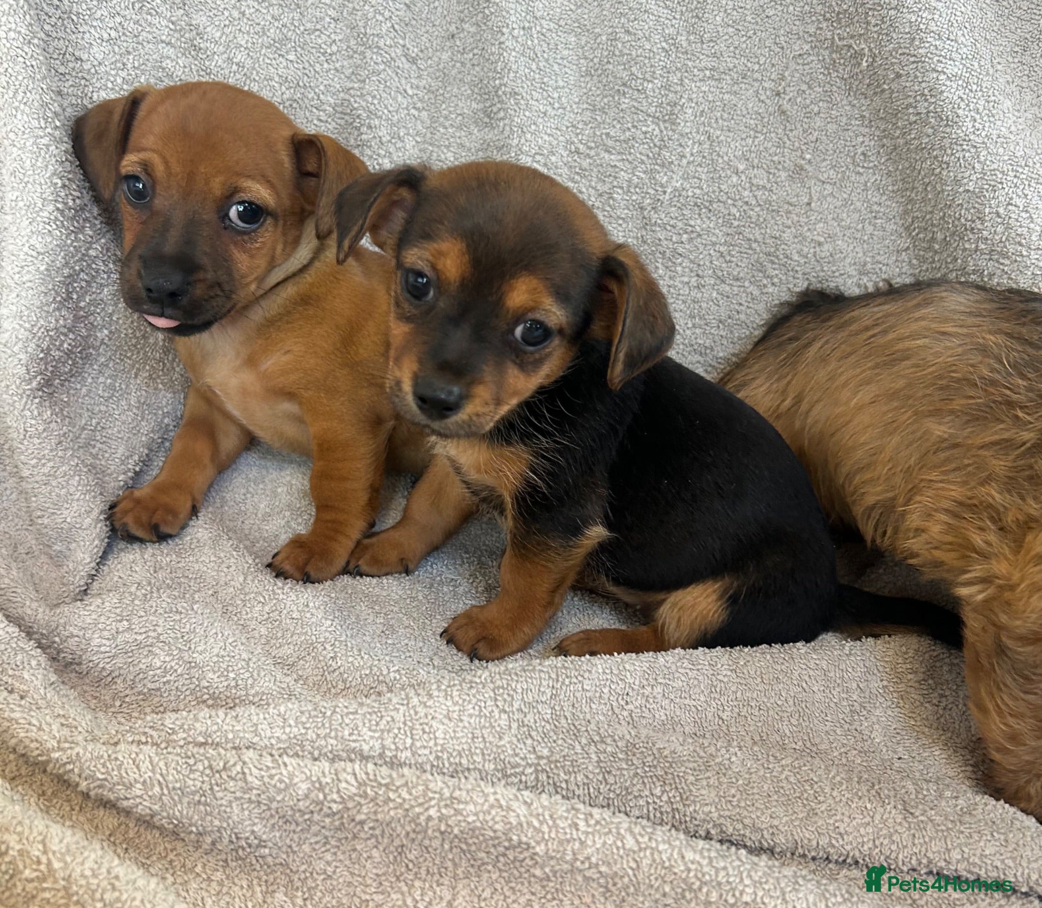 Chorkie dogs 3 beautiful Chorkie puppys - Advert 10