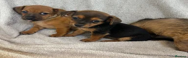 Chorkie 3 female