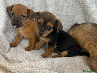 Chorkie dogs 3 beautiful Chorkie puppys - Advert 4