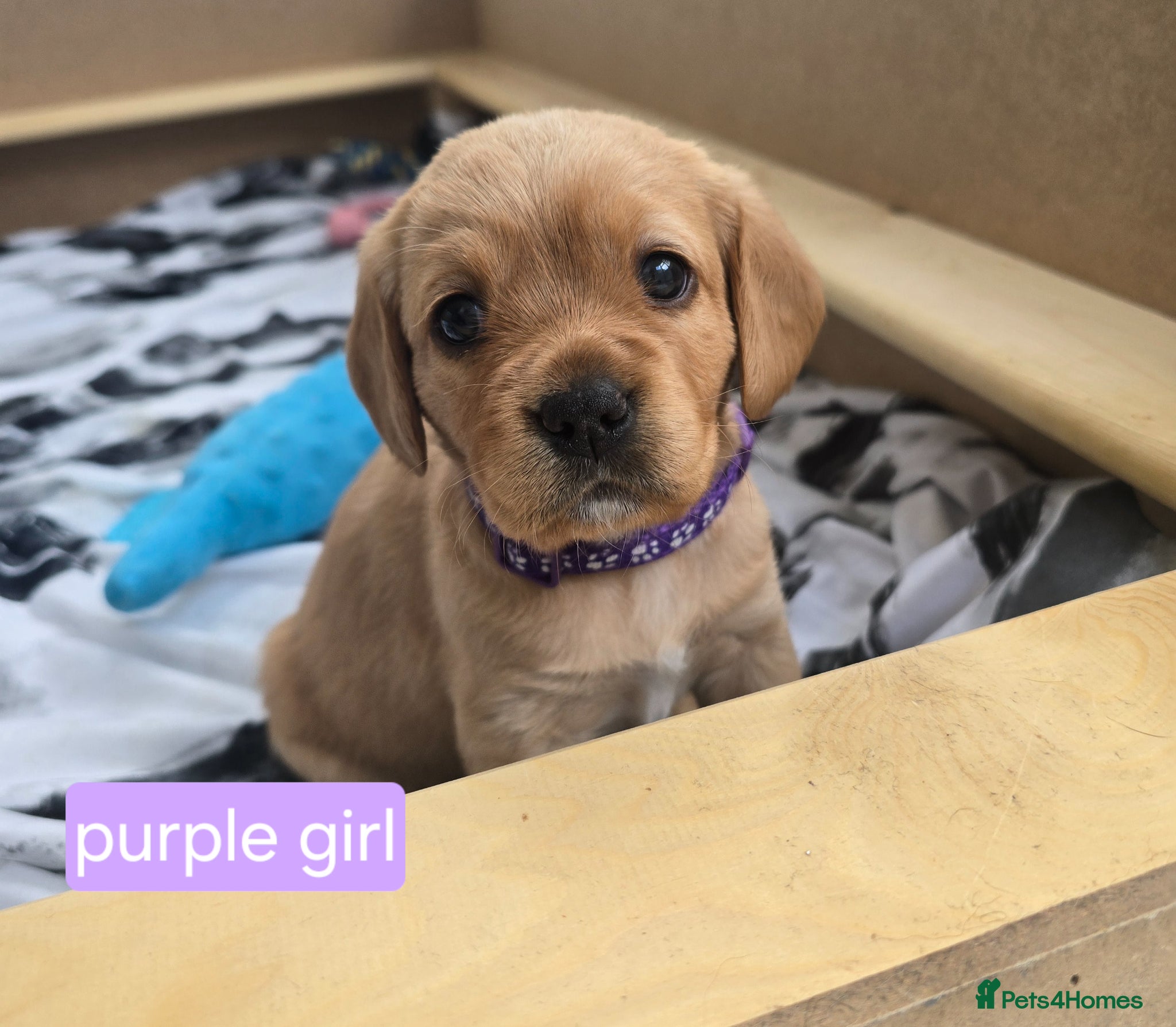 Mixed Breed dogs for sale: Cavador! Rare Ready 2 leave. 1 beautiful boy left. - Advert 34