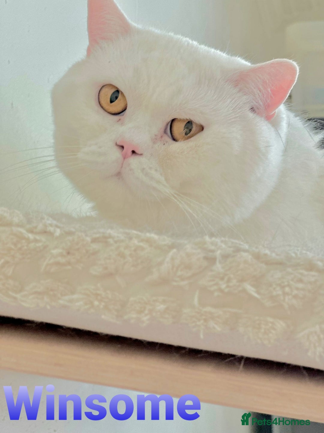 British Shorthair cats for sale: Closing of BSH cattery, 50% discount  - Image 5
