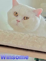 British Shorthair cats - Advert 16