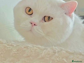 British Shorthair cats Closing of BSH cattery, 50% discount - Advert 18