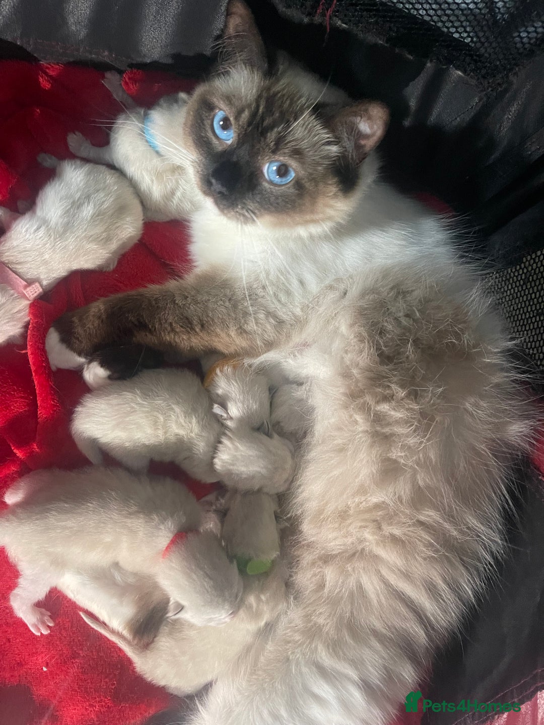 Ragdoll cats for sale: ✨Ragdoll Kittens Available – European Lines ✨ - Image 32