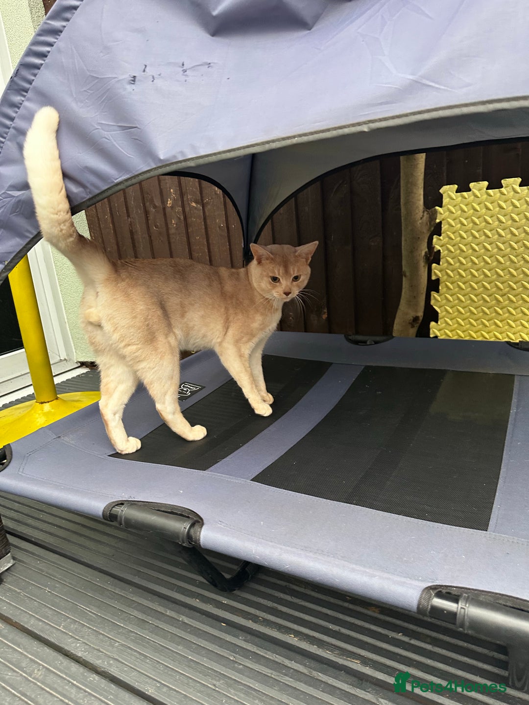Abyssinian cats for stud: Champion lines Aby Red-Silver boy for stud in Romford - Image 12