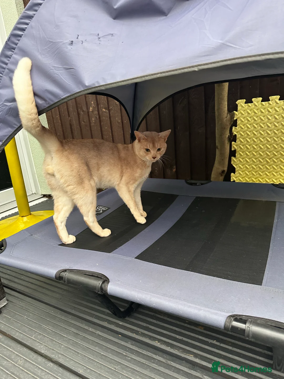 Abyssinian cats for stud: Champion lines Aby Red-Silver boy for stud in Romford - Advert 12