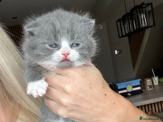 British Shorthair cats 🏆 Beautiful litter british shorthair babies 🥇 - Advert 1
