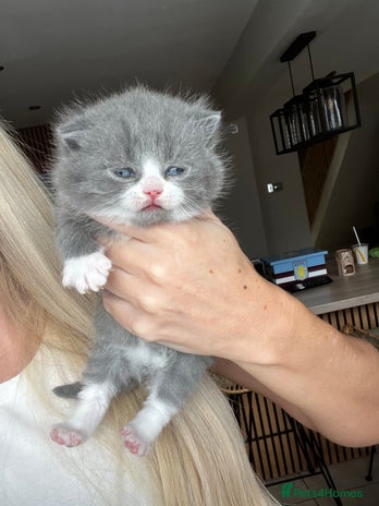 British Shorthair cats 🏆 Beautiful litter british shorthair babies 🥇 - Advert 1