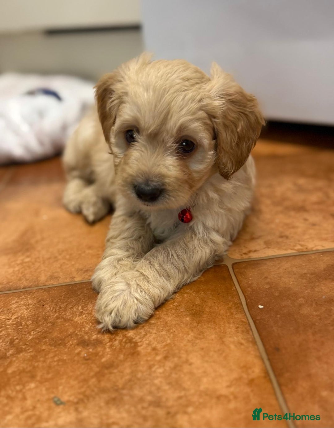 Cockapoo dogs for sale: Bred From Health Tested Parents - Advert 8