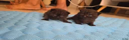 Scottish Fold cats for sale: Scottish fold kittens  in Manchester - Advert 13